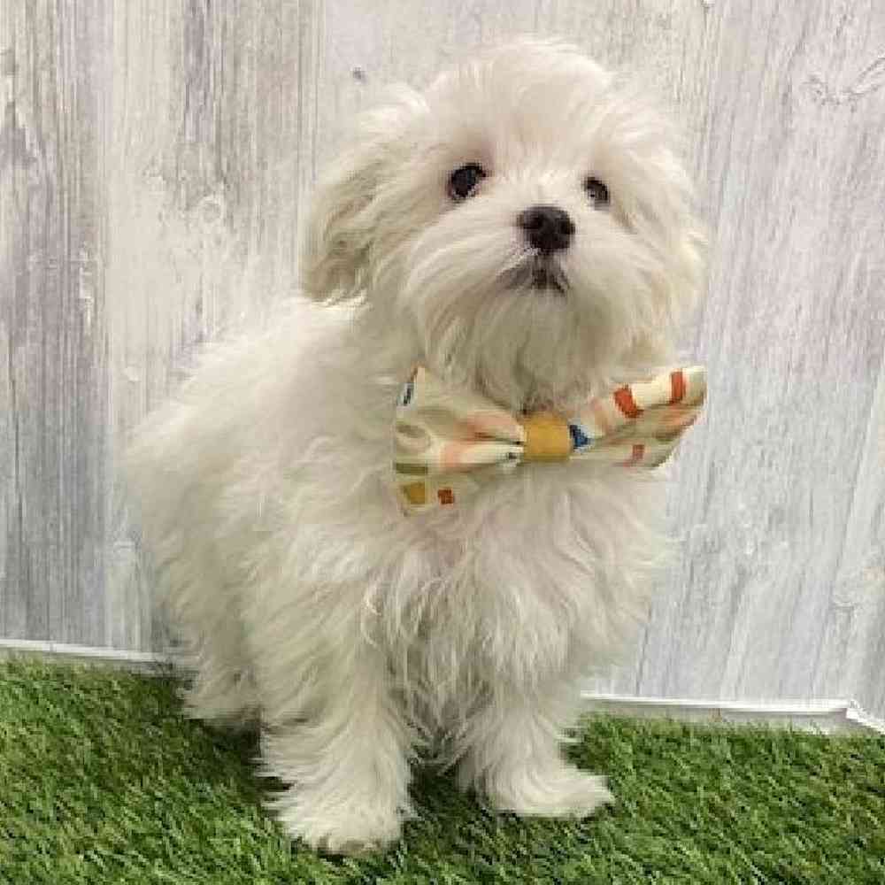 Male Maltese Puppy for Sale in Braintree, MA