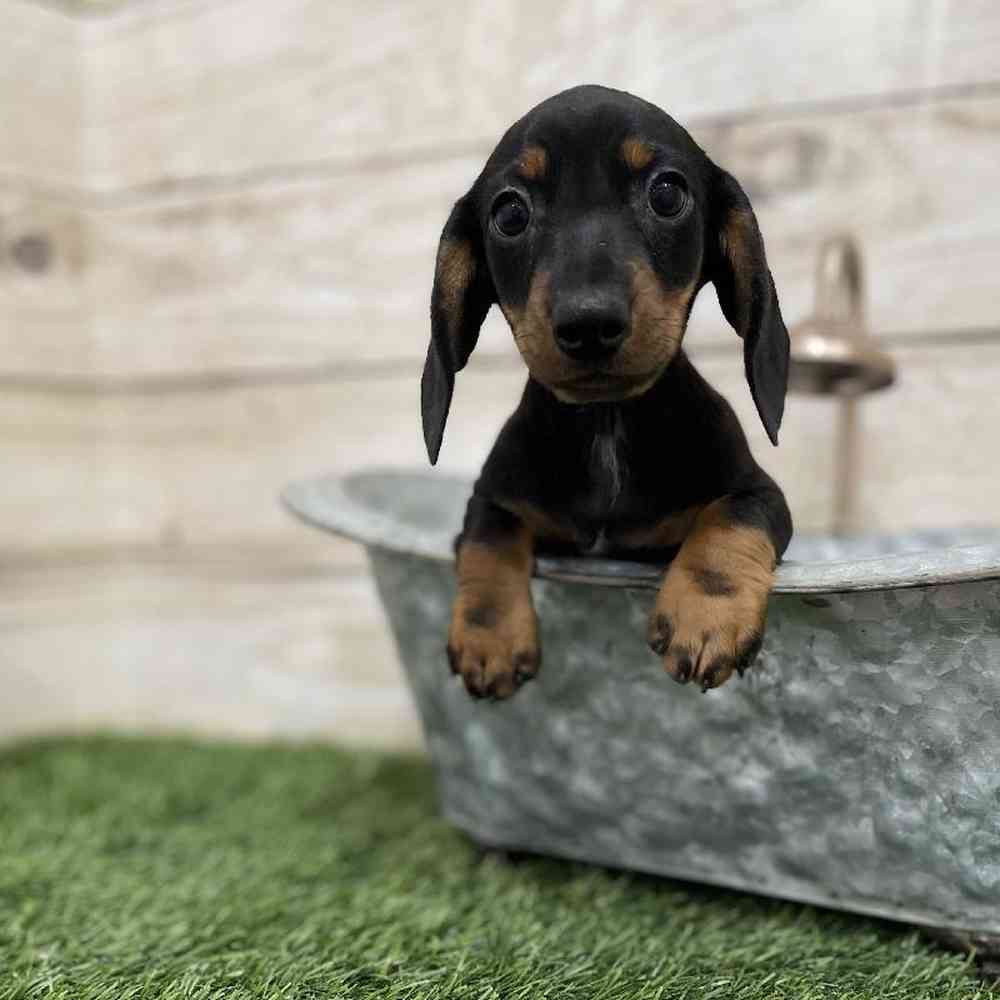 Female Dachshund Puppy for Sale in Braintree, MA