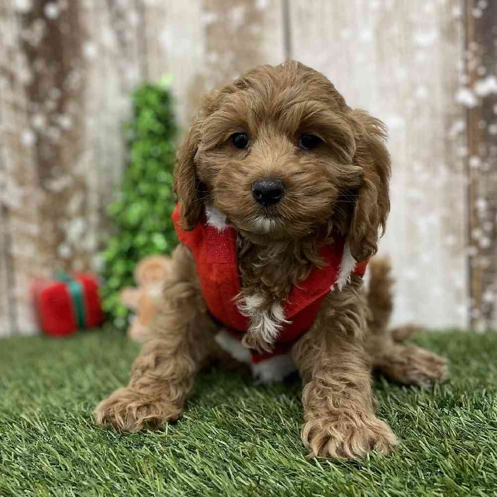 Female Cockapoo Puppy for Sale in Braintree, MA