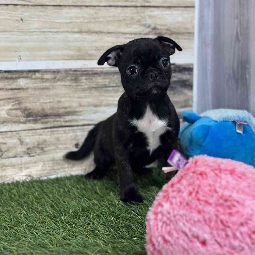Female Bugg Puppy for Sale in Saugus, MA