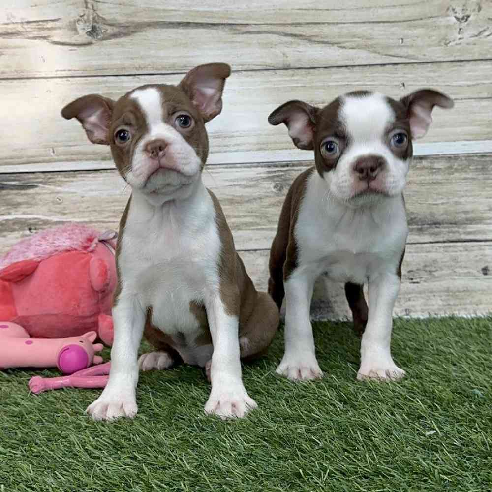 Female Boston Terrier Puppy for Sale in Saugus, MA