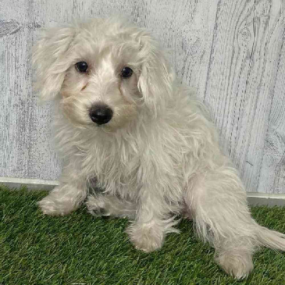 Female Chonzer (Bichon/Min Schnauzer) Puppy for sale