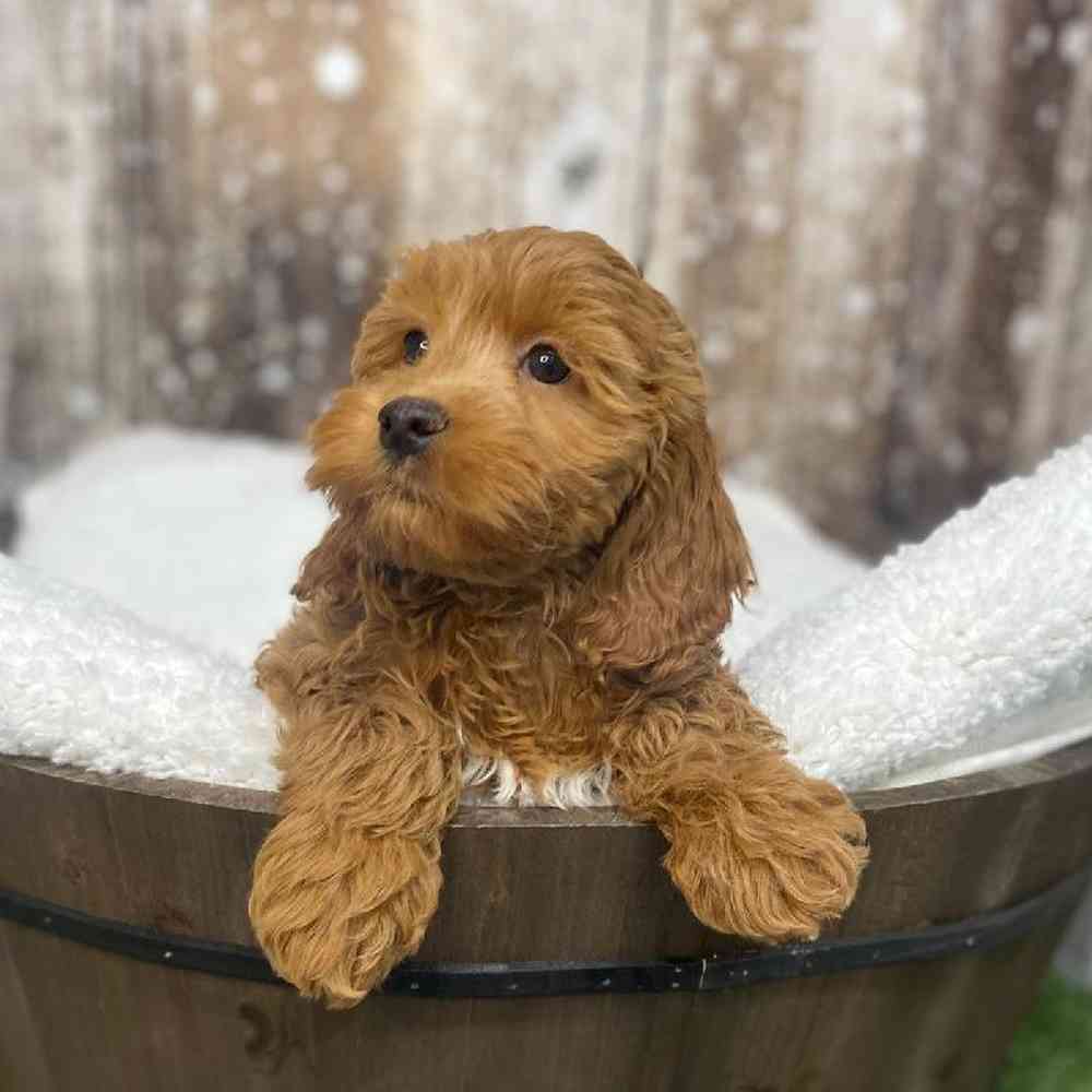 Male Cockapoo Puppy for Sale in Saugus, MA