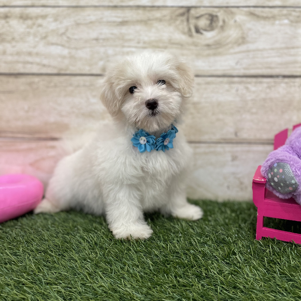 Female Coton De Tulear Puppy for Sale in Braintree, MA