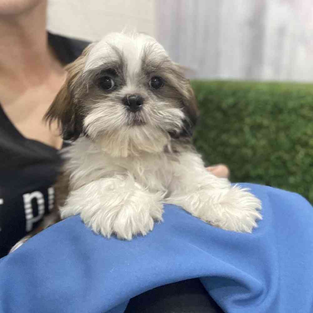 Male Shih Tzu Puppy for Sale in Saugus, MA