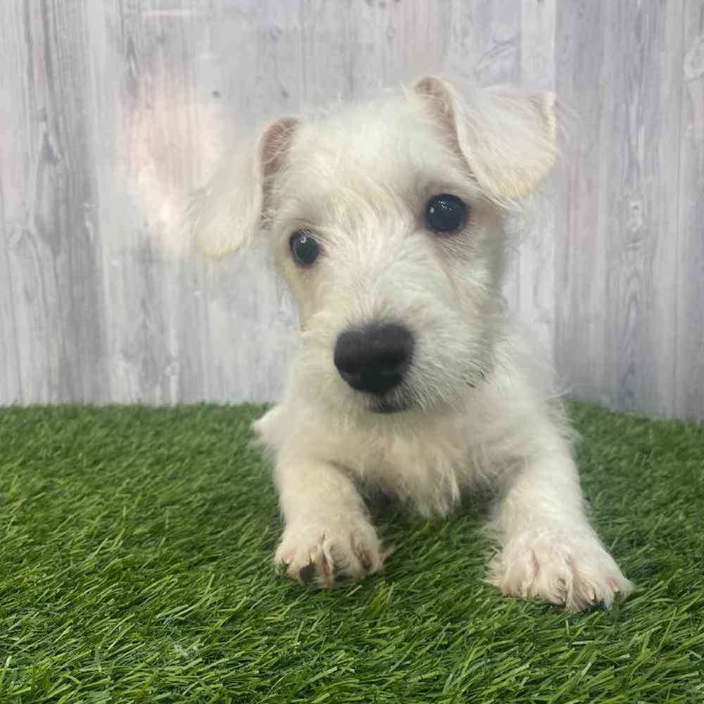 Female Wee-Chon Puppy for Sale in Saugus, MA