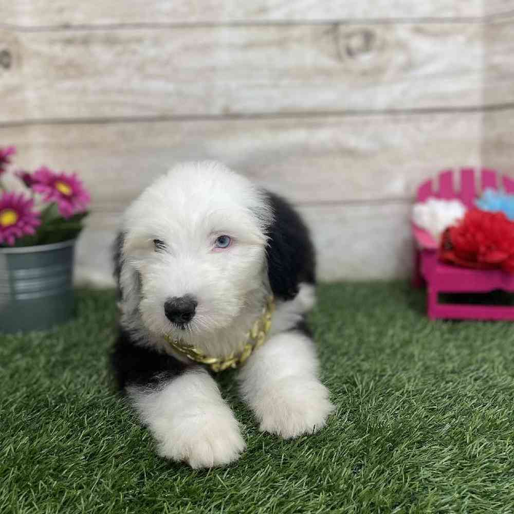 Male Old English Sheepdog Puppy for Sale in Braintree, MA