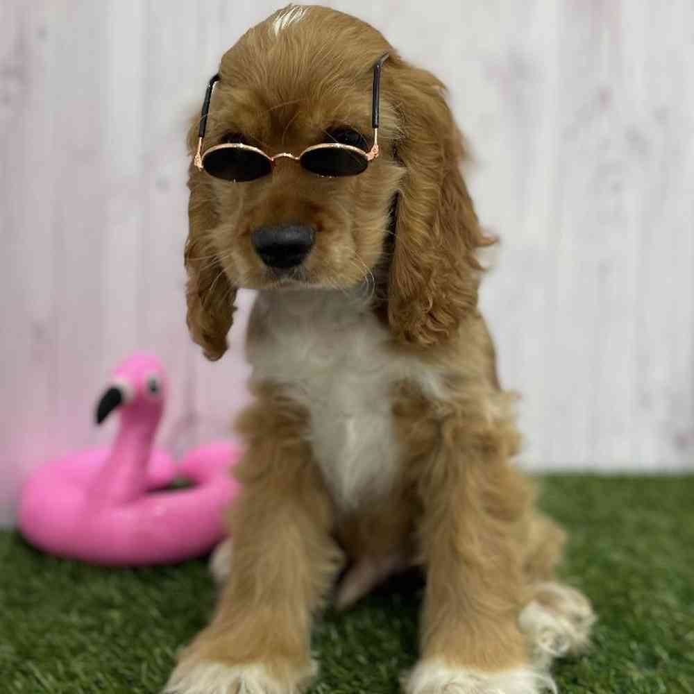 Male Cocker Spaniel Puppy for Sale in Braintree, MA