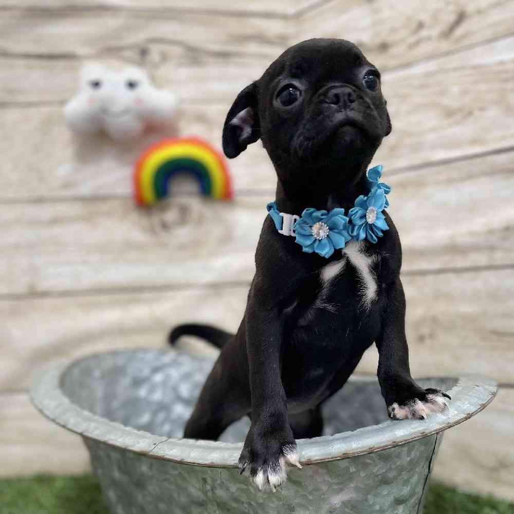 Female Bugg Puppy for Sale in Braintree, MA