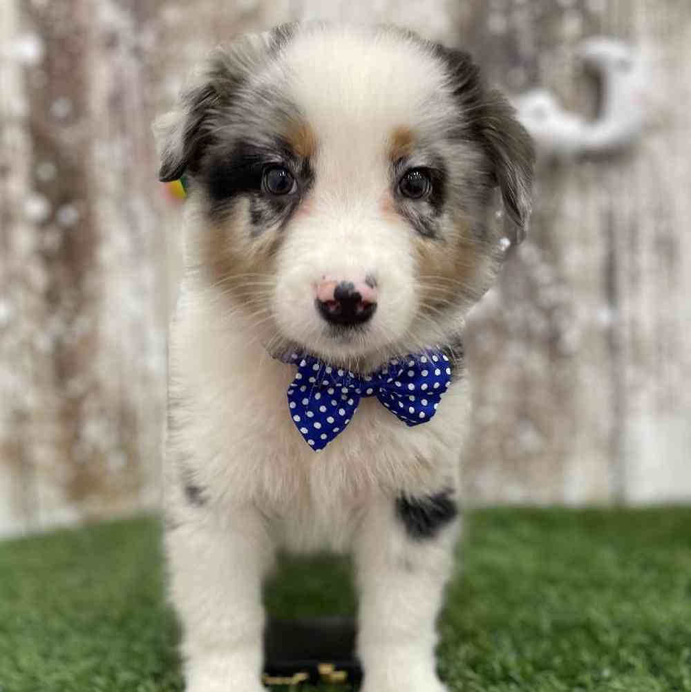 Male Australian Shepherd Puppy for Sale in Braintree, MA