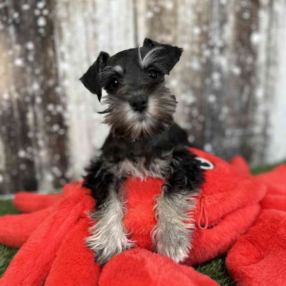 Male Miniature Schnauzer Puppy for Sale in Saugus, MA