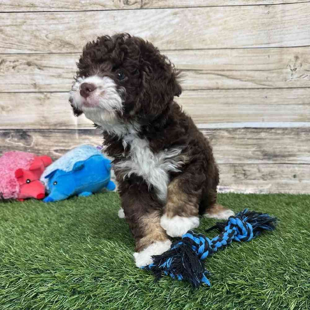 Male Mini Bernedoodle 2nd Gen Puppy for Sale in Saugus, MA