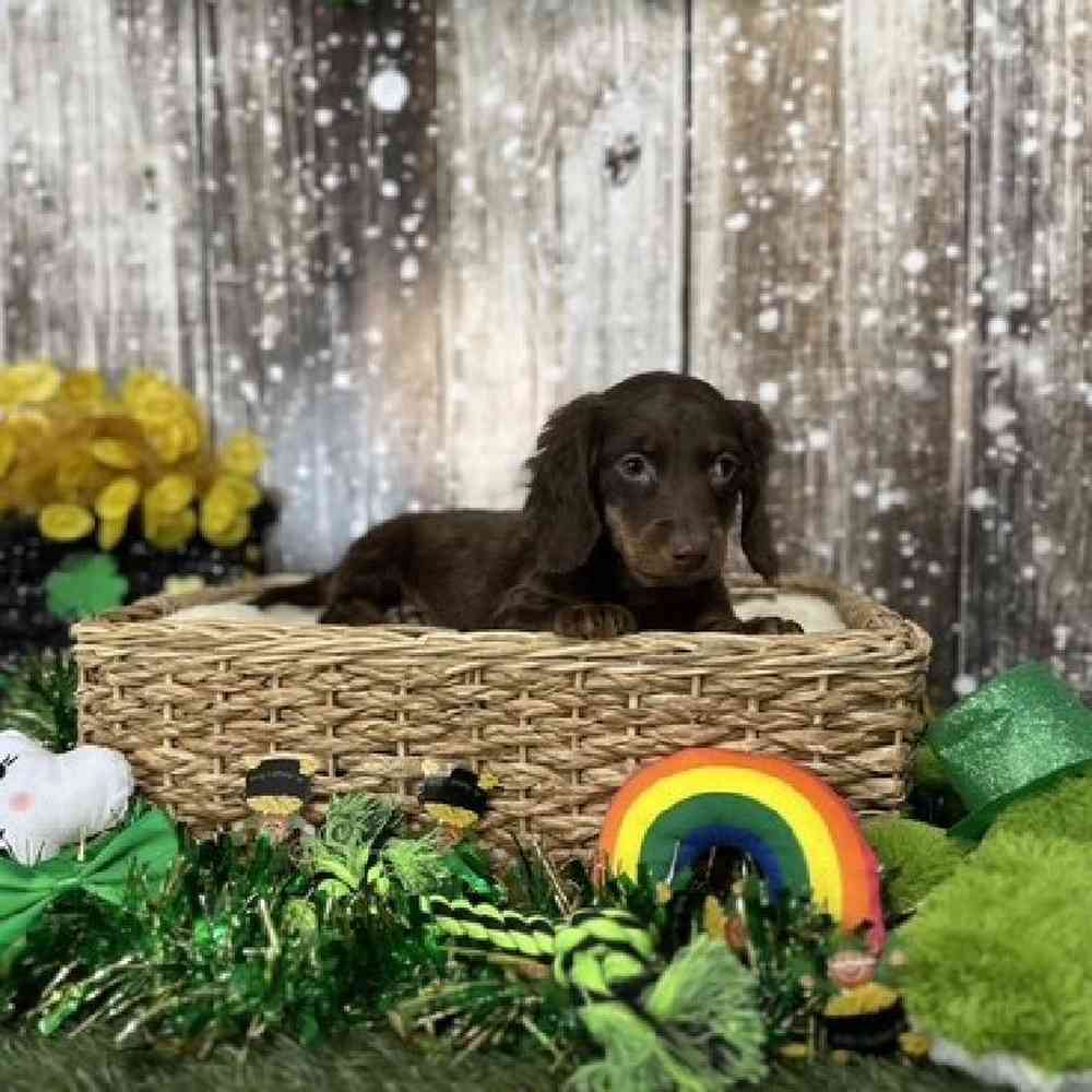 Male Dachshund Puppy for Sale in Saugus, MA