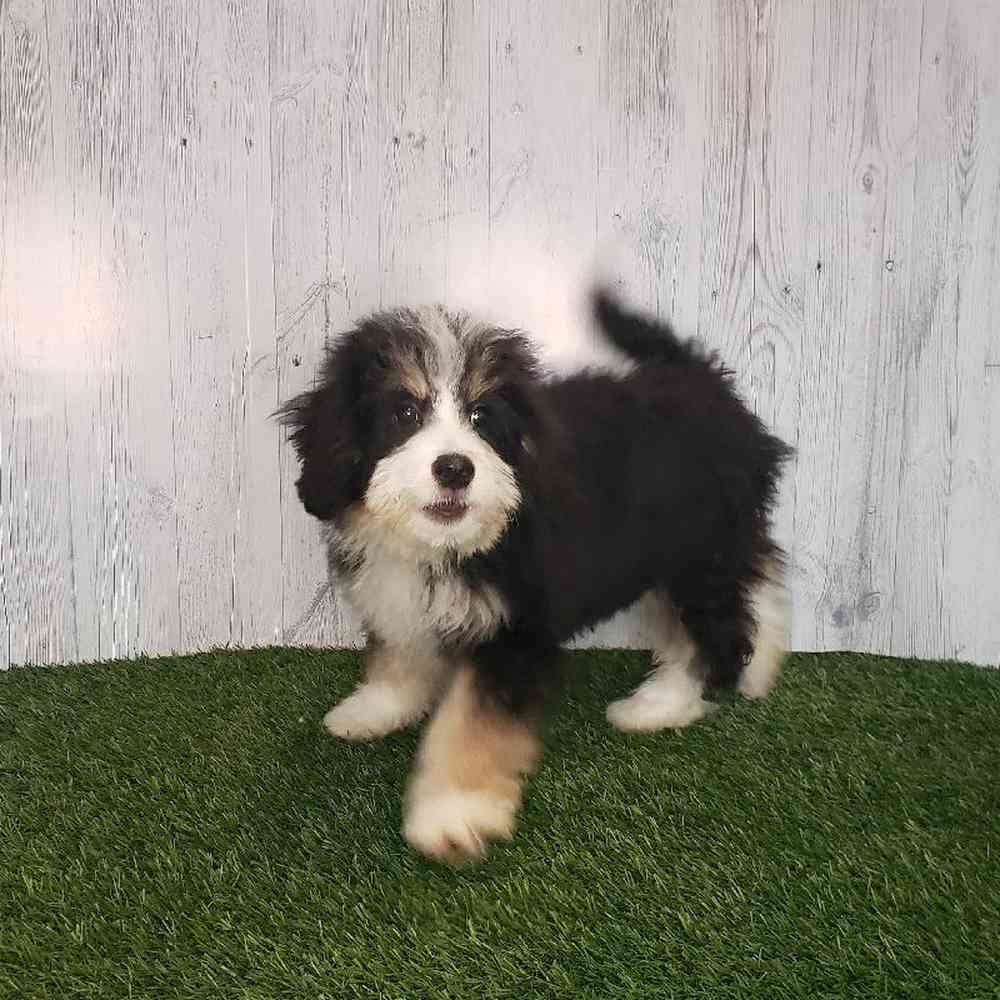 Female Mini Bernedoodle Puppy for sale