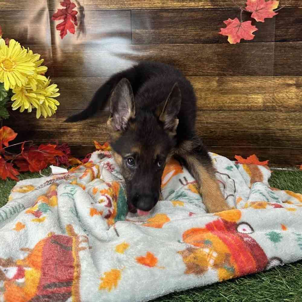 Female German Shepherd Dog Puppy for Sale in Saugus, MA