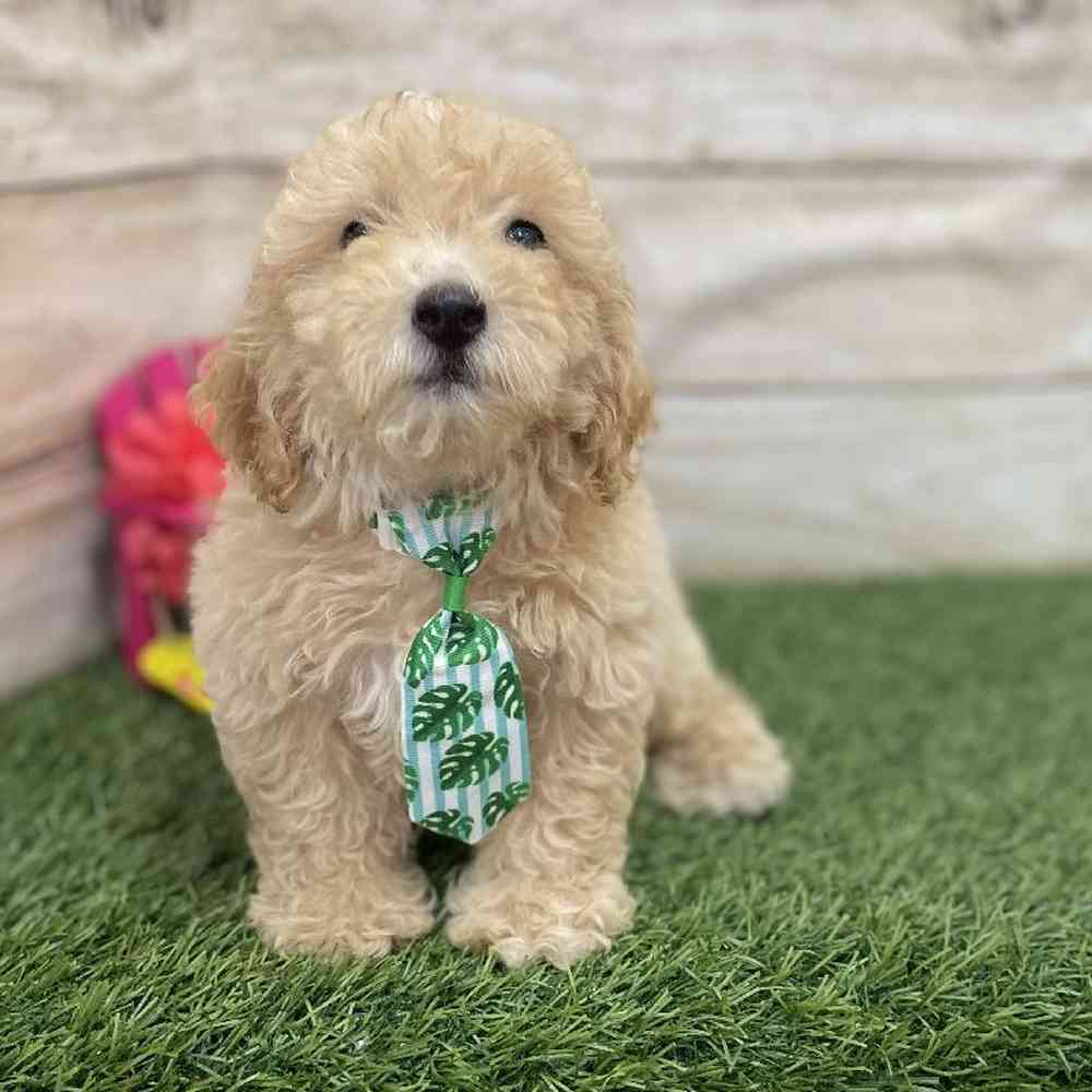 Male Poodle (MINI) Puppy for Sale in Braintree, MA