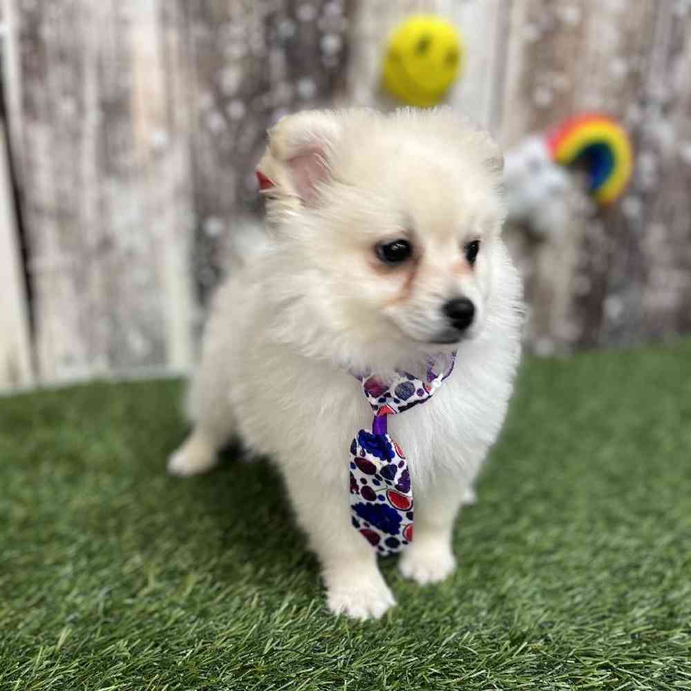 Male Pomimo Puppy for Sale in Saugus, MA