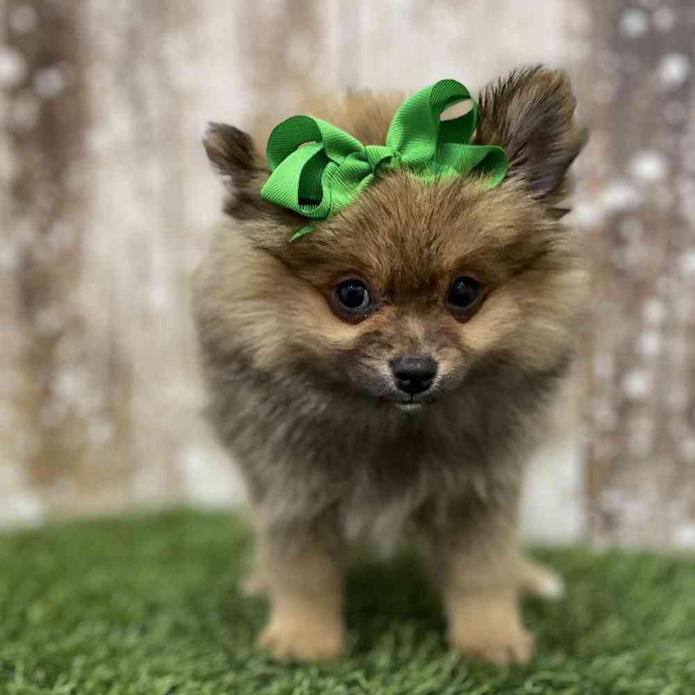 Female Pomeranian Puppy for Sale in Braintree, MA