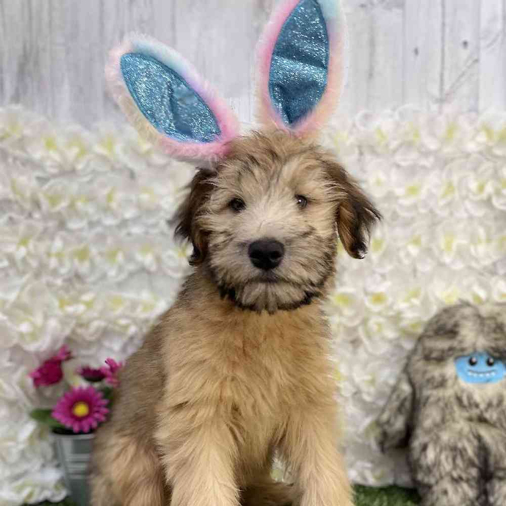 Male Soft Coated Wheaten Terrier Puppy for Sale in Braintree, MA