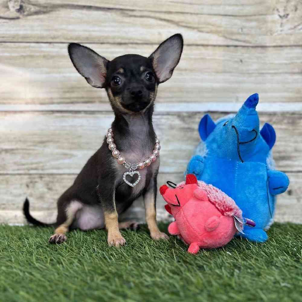 Female Chihuahua Puppy for Sale in Saugus, MA