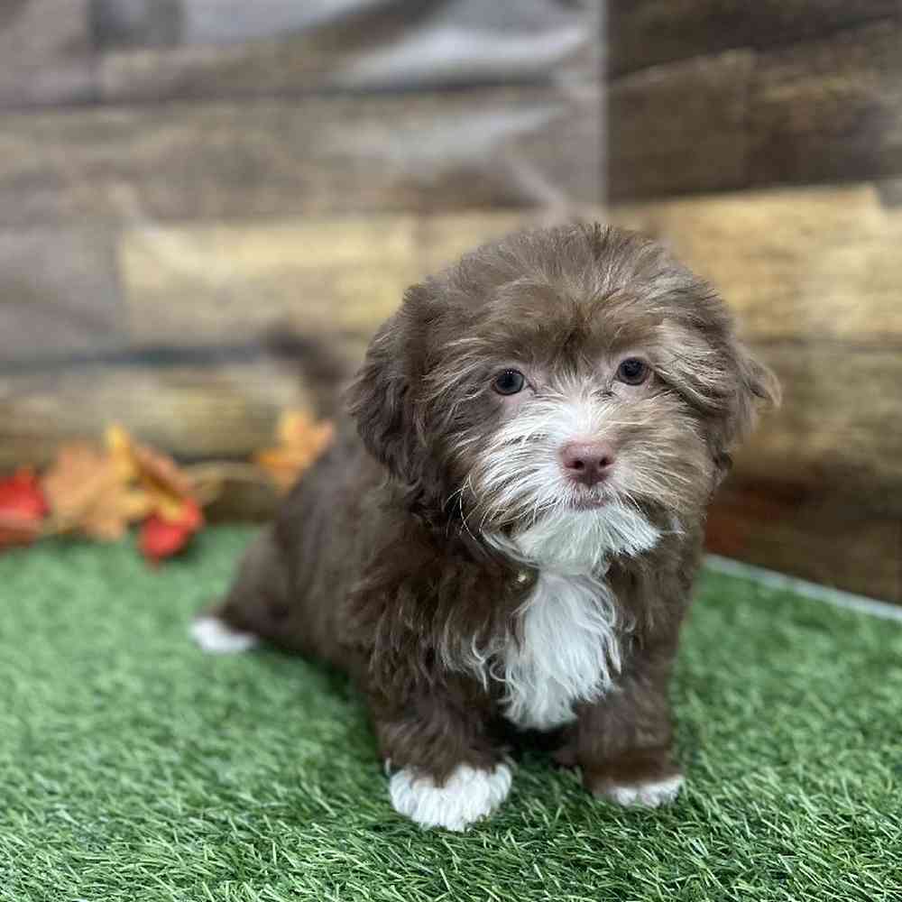 Female Lhasa-Poo Puppy for Sale in Braintree, MA