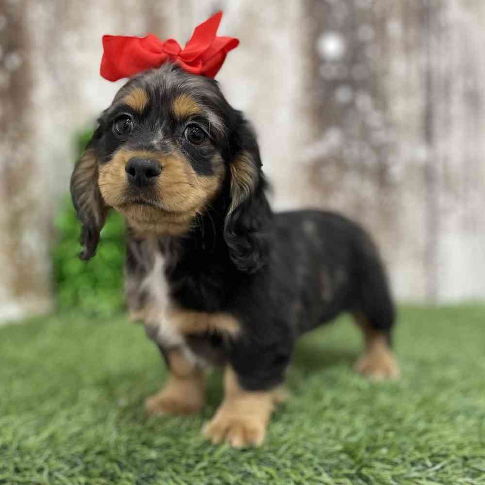 Female Docker Puppy for Sale in Braintree, MA