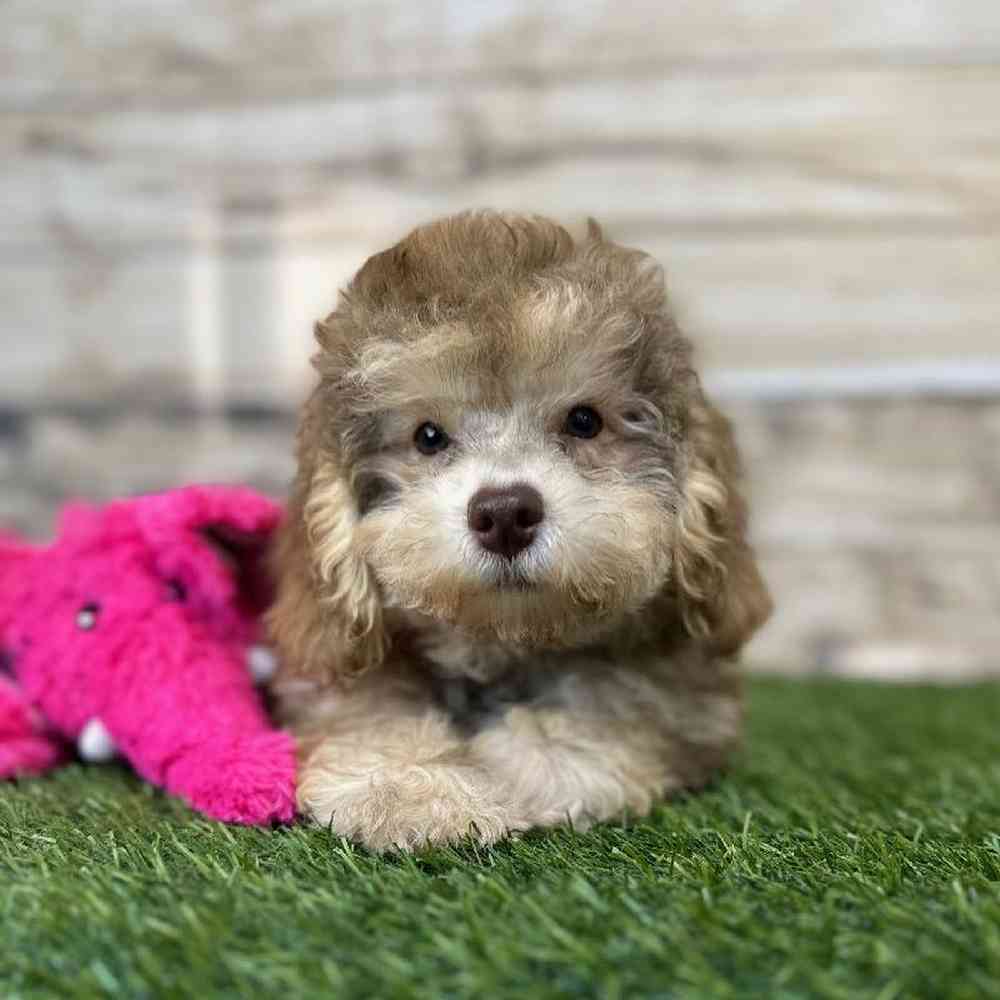 Female Mini NewfyPoo Puppy for Sale in Saugus, MA