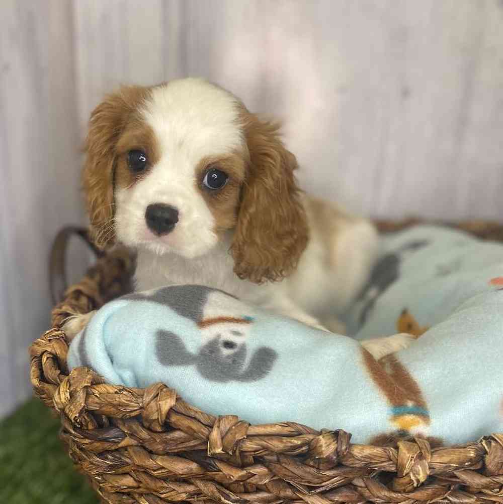 Male Cavalier King Charles Spaniel Puppy for Sale in Saugus, MA