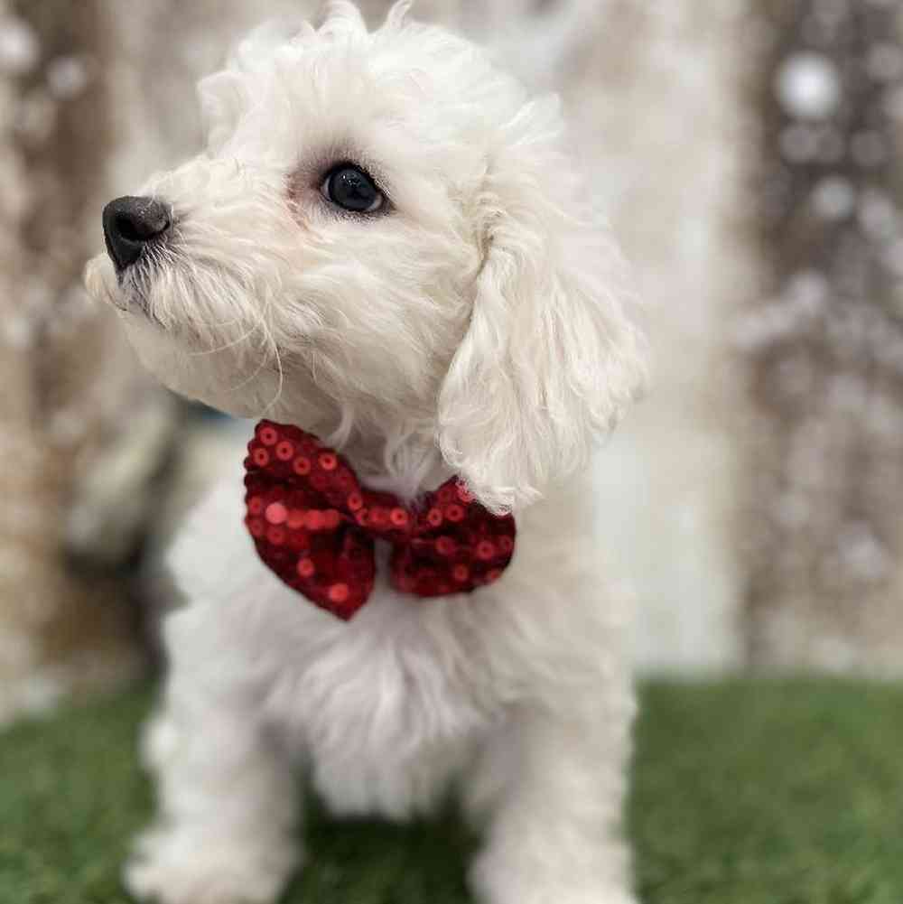 Male Bichon Frise Puppy for Sale in Braintree, MA