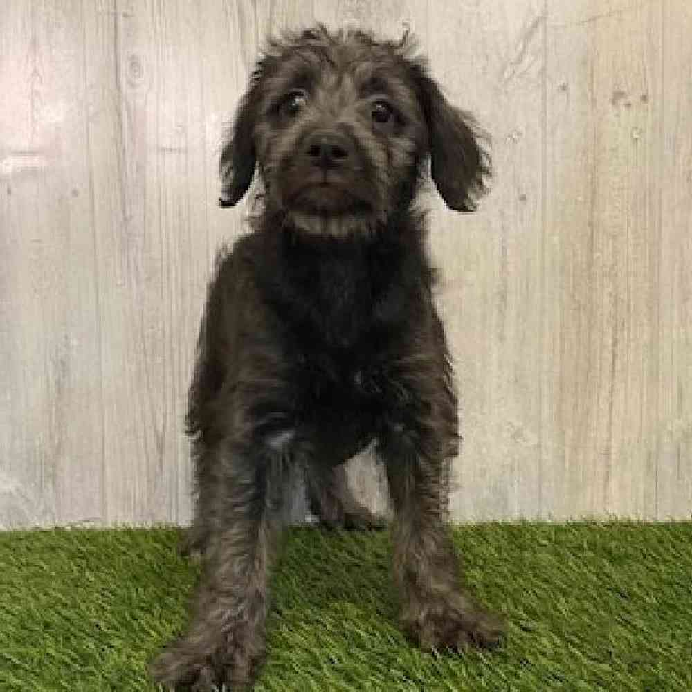 Female Mini Labradoodle Puppy for sale