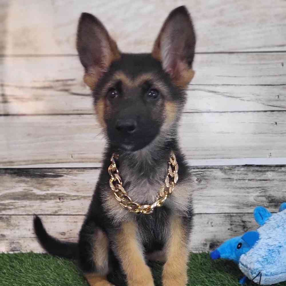 Male German Shepherd Dog Puppy for Sale in Saugus, MA