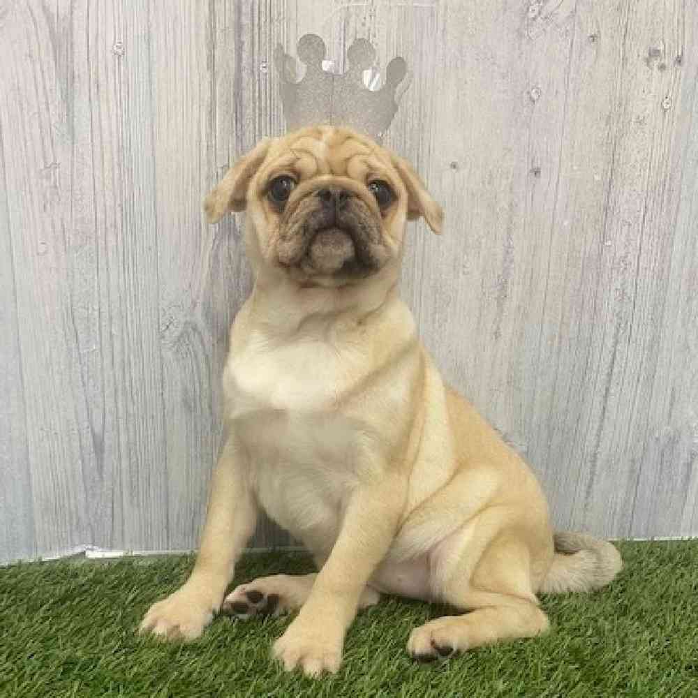 Female Pug Puppy for Sale in Braintree, MA