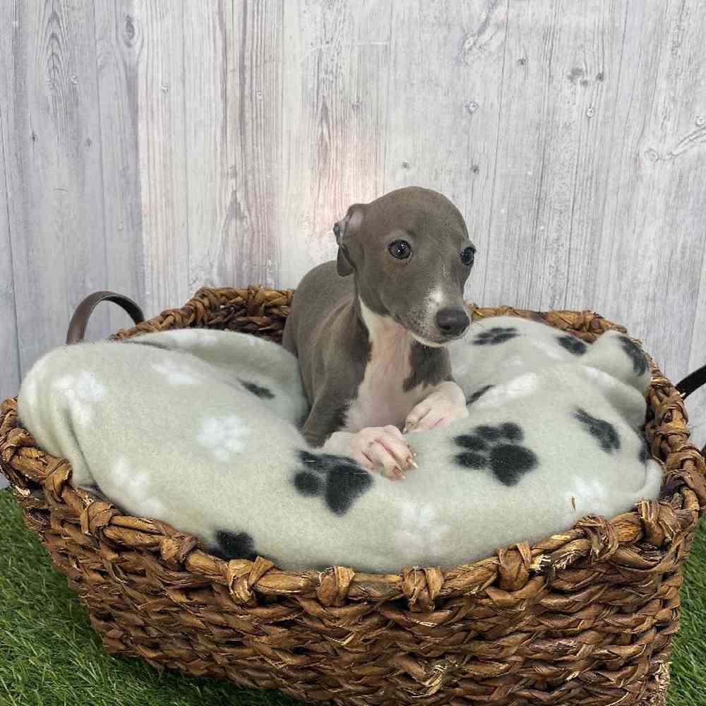 Female Italian Greyhound Puppy for Sale in Saugus, MA