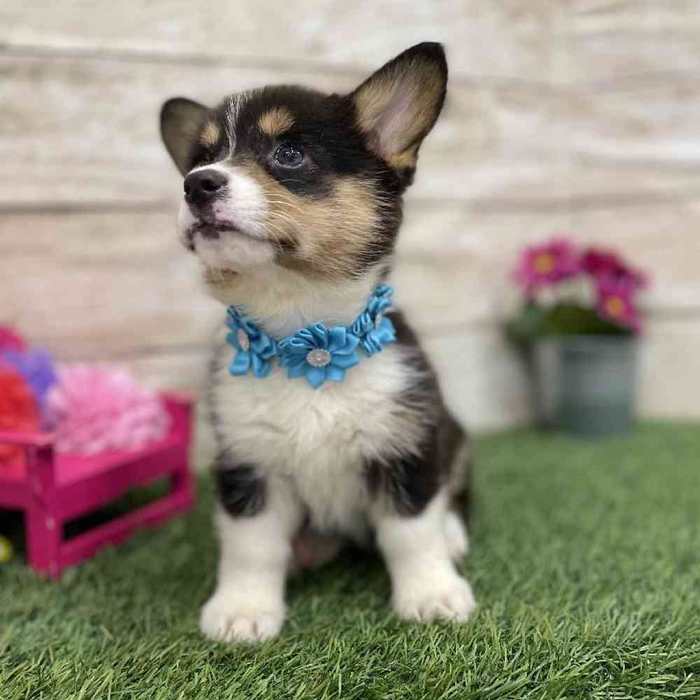 Female Pembroke Welsh Corgi Puppy for Sale in Braintree, MA