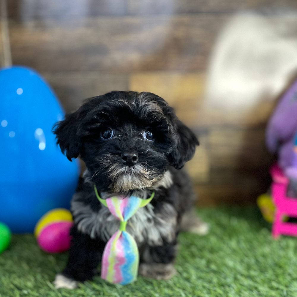 Male Havapoo Puppy for Sale in Braintree, MA