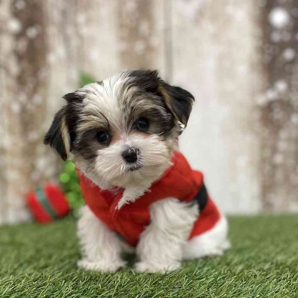 Male Morkie Puppy for Sale in Braintree, MA
