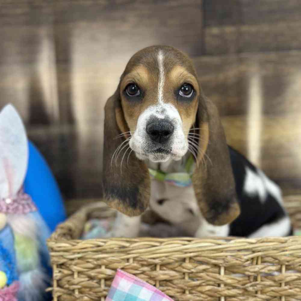 Male Basset Hound Puppy for Sale in Saugus, MA
