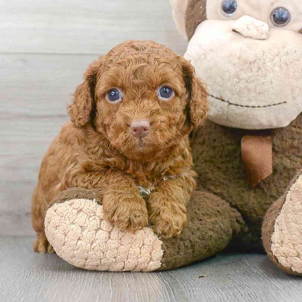 cavapoo-marianne-4648767682036251.jpg