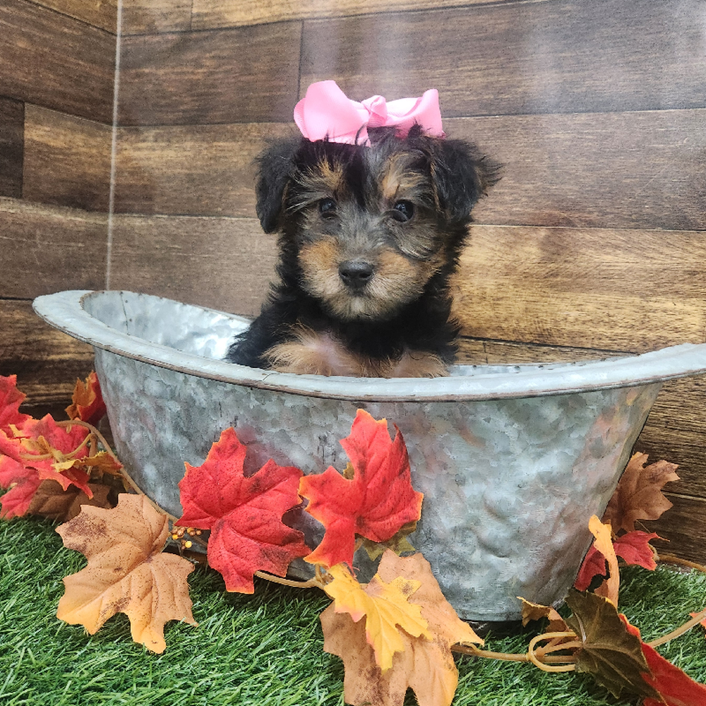 Female Yorkie-Poo Puppy for Sale in Braintree, MA