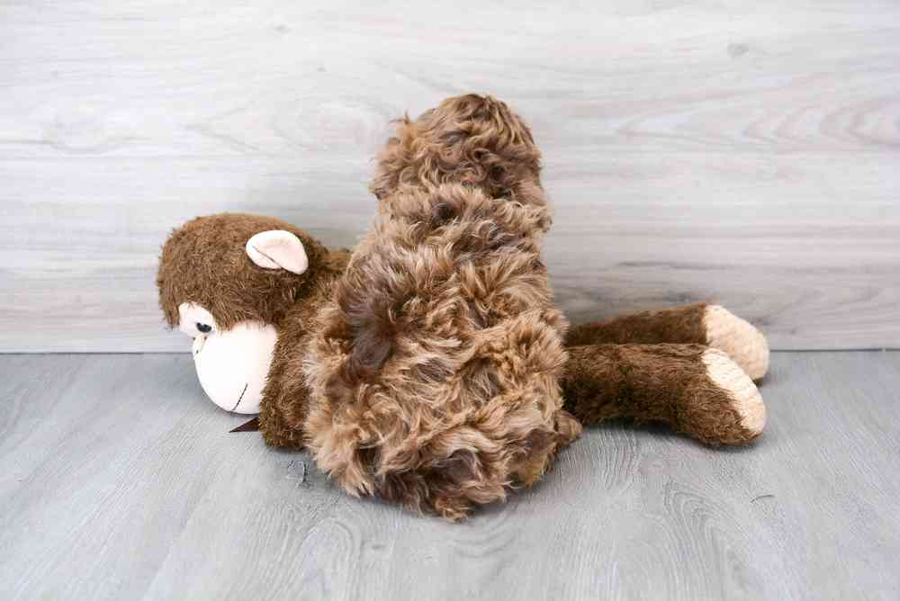 mini-portidoodle-rango-9124722874088552.jpg
