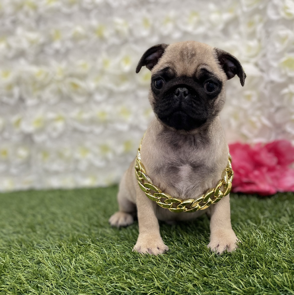 Male Pug Puppy for Sale in Braintree, MA