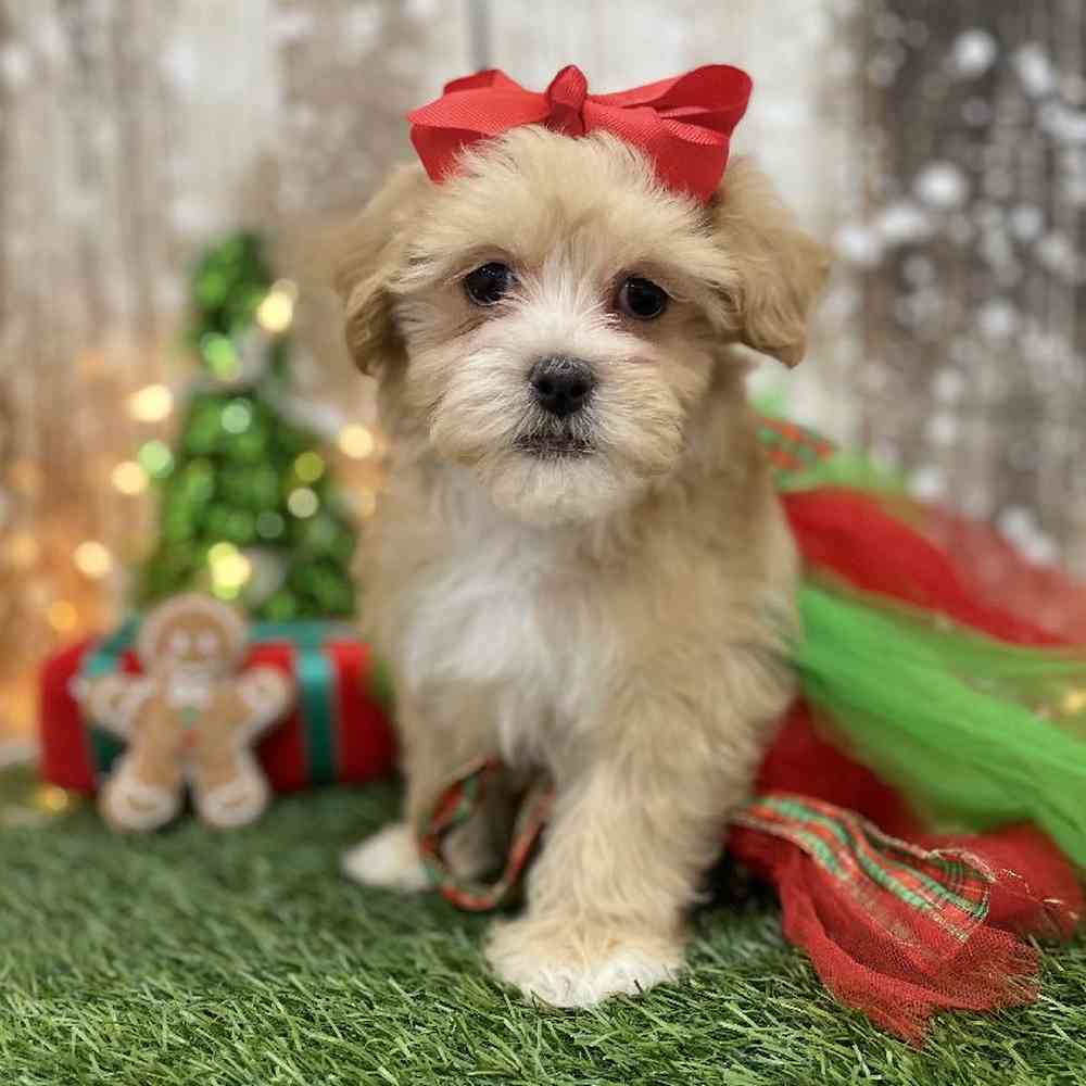 Female Malti-Poo Puppy for Sale in Braintree, MA