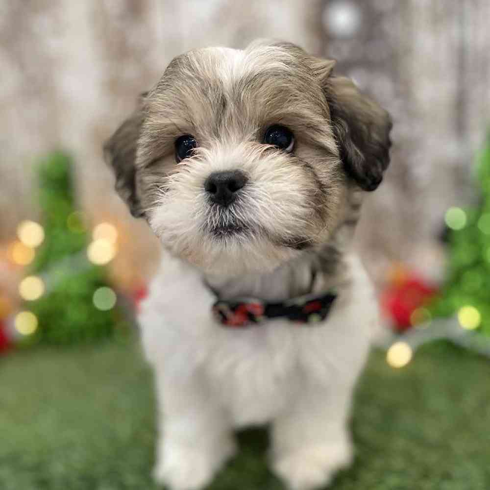 Male Teddy Bear (Zuchon) Puppy for Sale in Braintree, MA