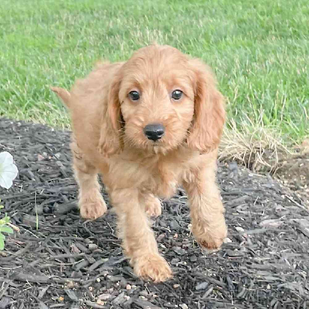 mini-goldendoodle-barrett-48415878234495210.jpg