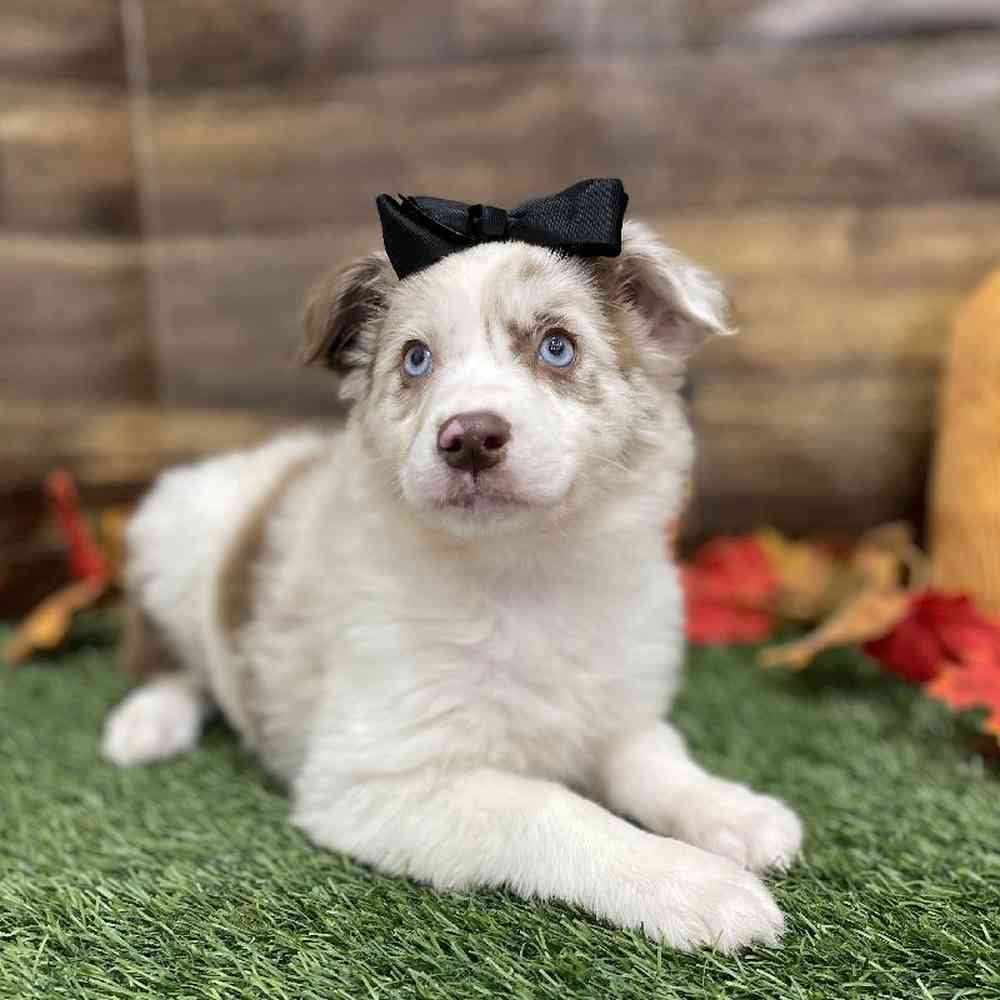 Female Miniature Australian Shepherd Puppy for Sale in Braintree, MA