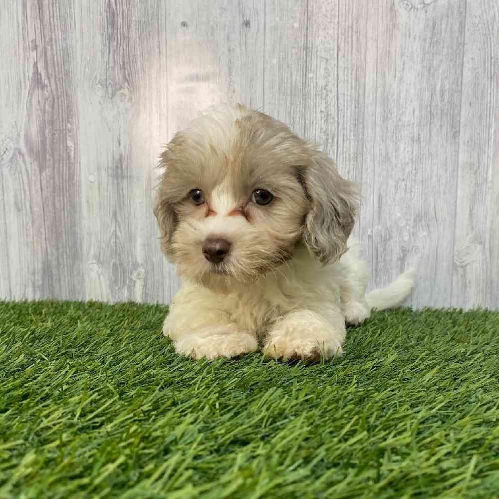 Female Havapoo Puppy for Sale in Saugus, MA