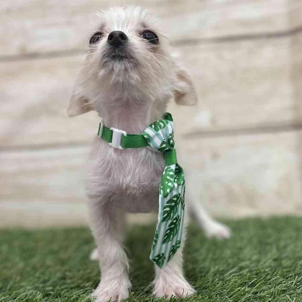 Male Chihuahua Puppy for Sale in Braintree, MA