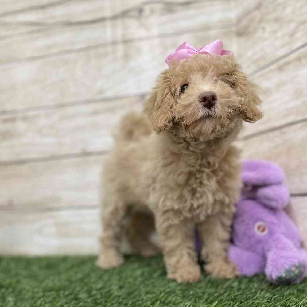 Female Mini NewfyPoo Puppy for Sale in Braintree, MA