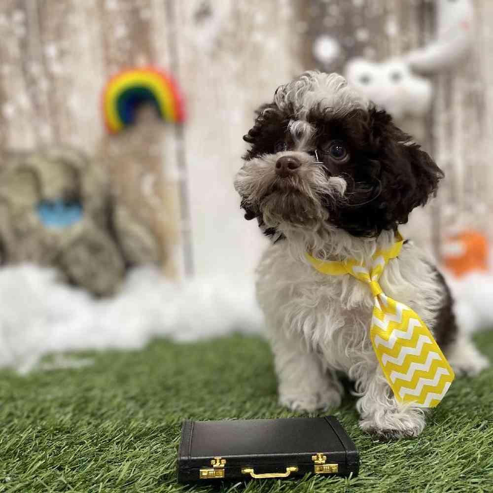 Havapoo For Sale Pet Express Braintree