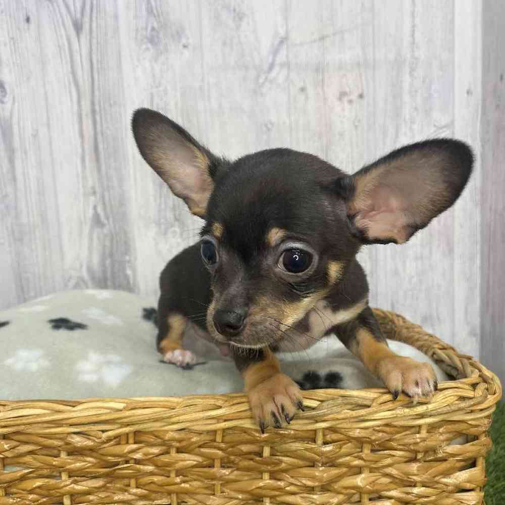 Male Chihuahua Puppy for Sale in Saugus, MA
